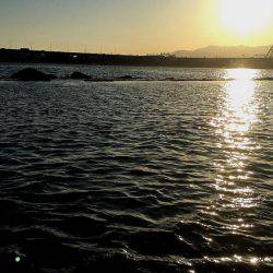 甲子園浜　２日連続　キビレとシーバス